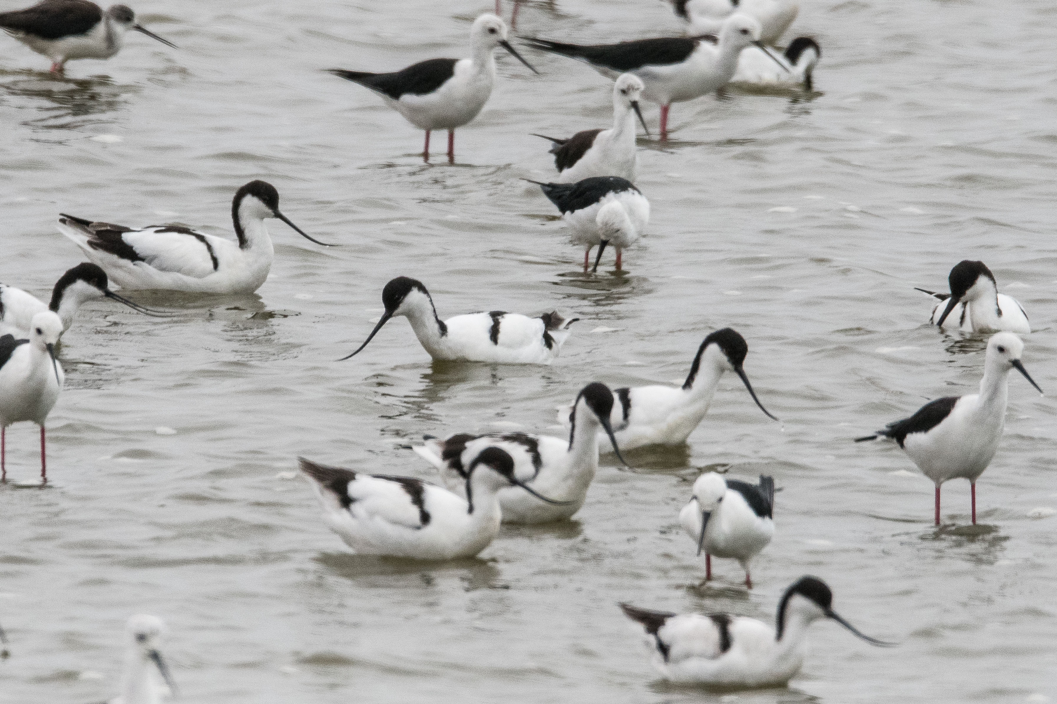 Avocettes élégantes (Pied avocet, Recurvirostra avosetta) et Echasses blanches (Black_winged stilt, Himantopus himantopus), adultes se nourrissant dans la baie de Walvis, Namibie.